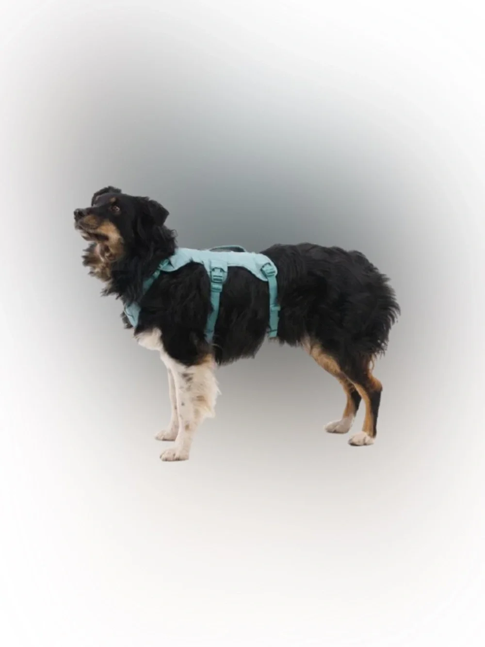 Ruffwear Web Master™ Dog Harness with Handle